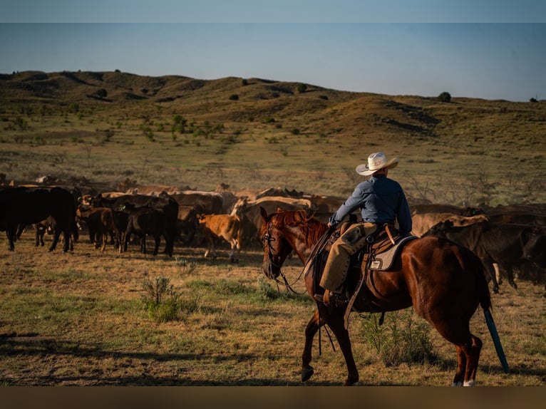 American Quarter Horse Wallach 4 Jahre Rotfuchs in Canyon