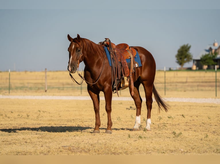 American Quarter Horse Wallach 4 Jahre Rotfuchs in Canyon