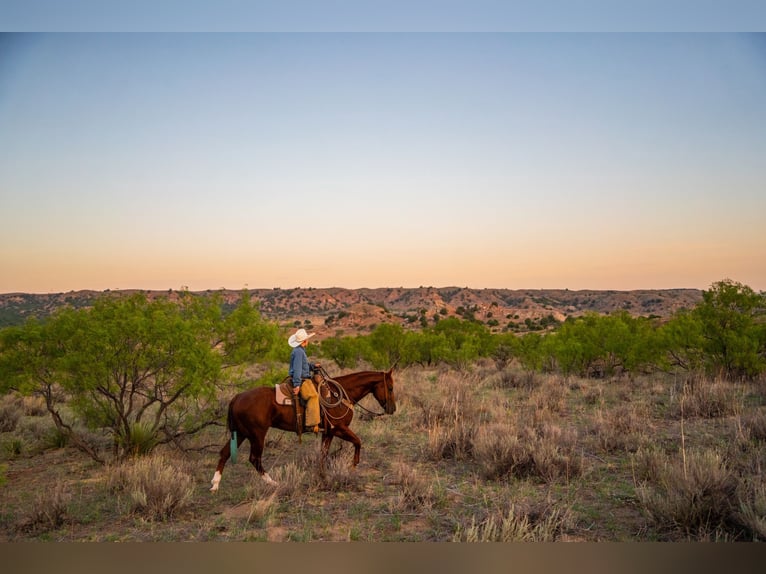 American Quarter Horse Wallach 4 Jahre Rotfuchs in Canyon