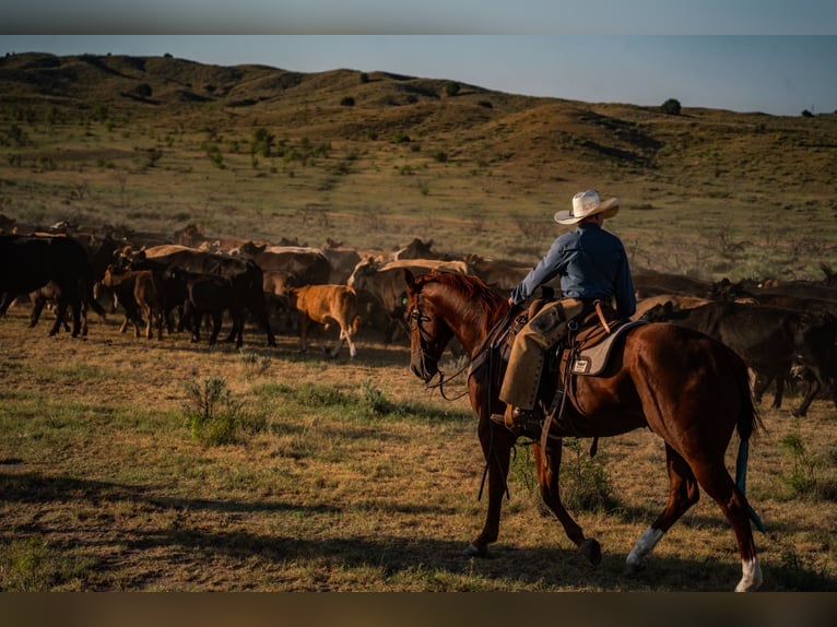 American Quarter Horse Wallach 4 Jahre Rotfuchs in Canyon