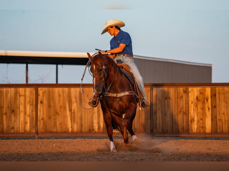 American Quarter Horse Wallach 4 Jahre Rotfuchs in Canyon