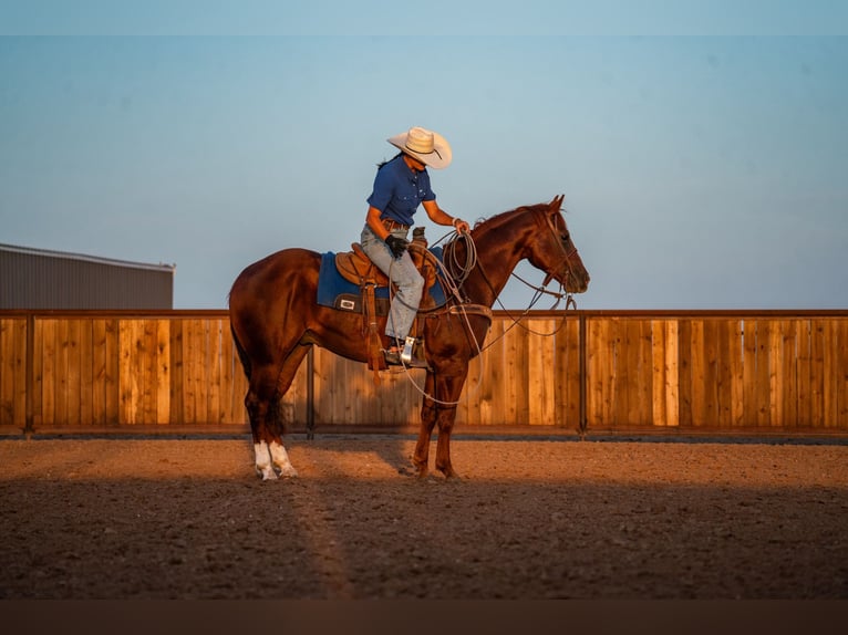 American Quarter Horse Wallach 4 Jahre Rotfuchs in Canyon