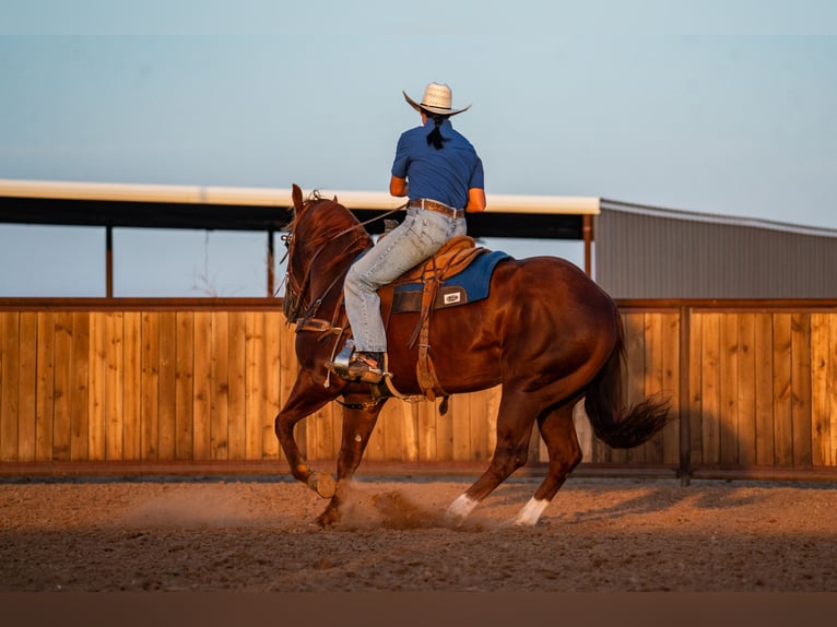 American Quarter Horse Wallach 4 Jahre Rotfuchs in Canyon