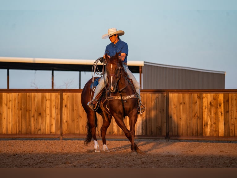 American Quarter Horse Wallach 4 Jahre Rotfuchs in Canyon