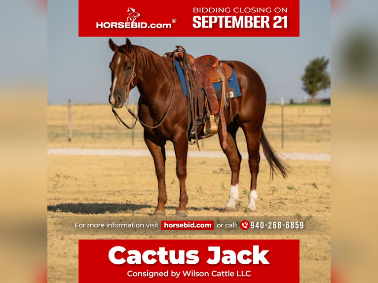 American Quarter Horse Wallach 4 Jahre Rotfuchs in Canyon