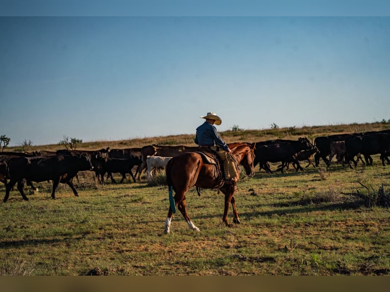 American Quarter Horse Wallach 4 Jahre Rotfuchs in Canyon