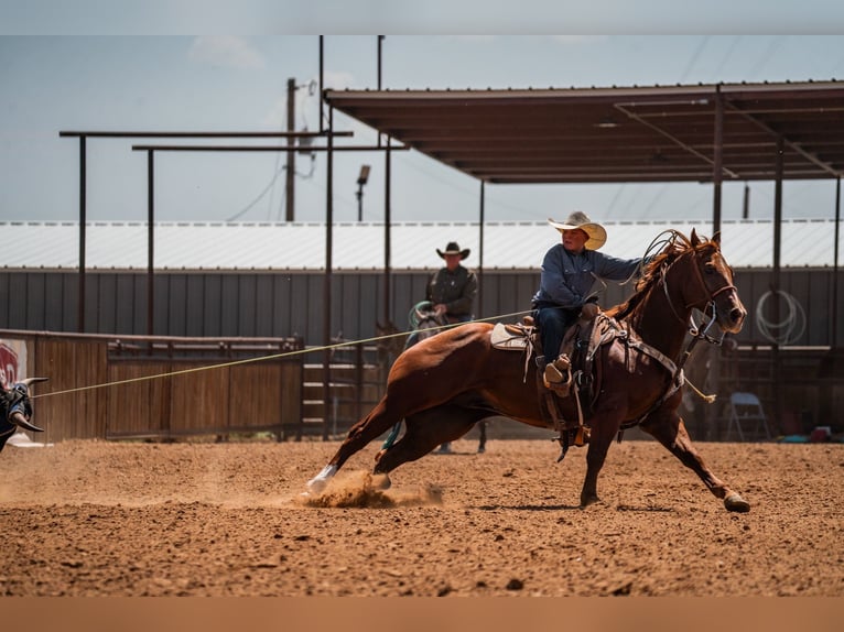American Quarter Horse Wallach 4 Jahre Rotfuchs in Canyon