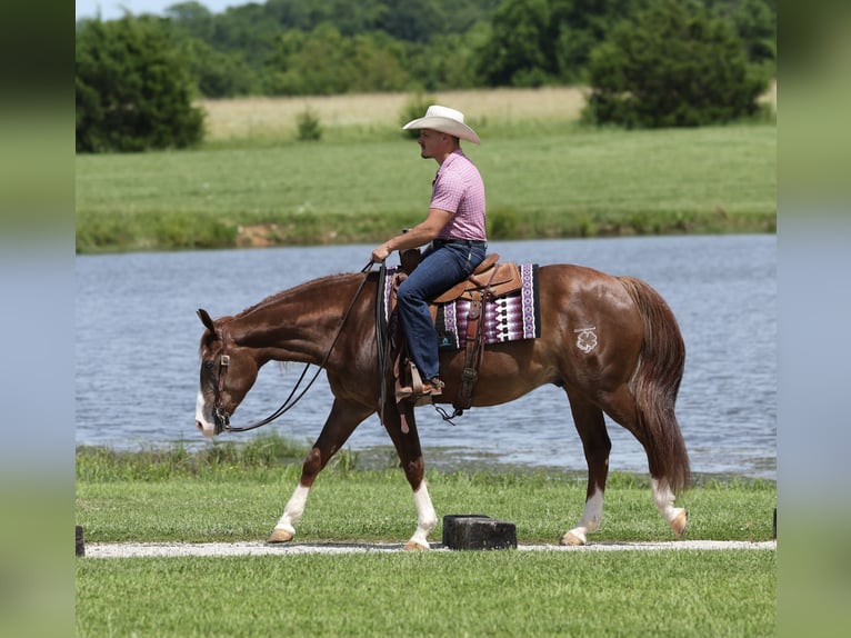 American Quarter Horse Wallach 4 Jahre Rotfuchs in Buffalo