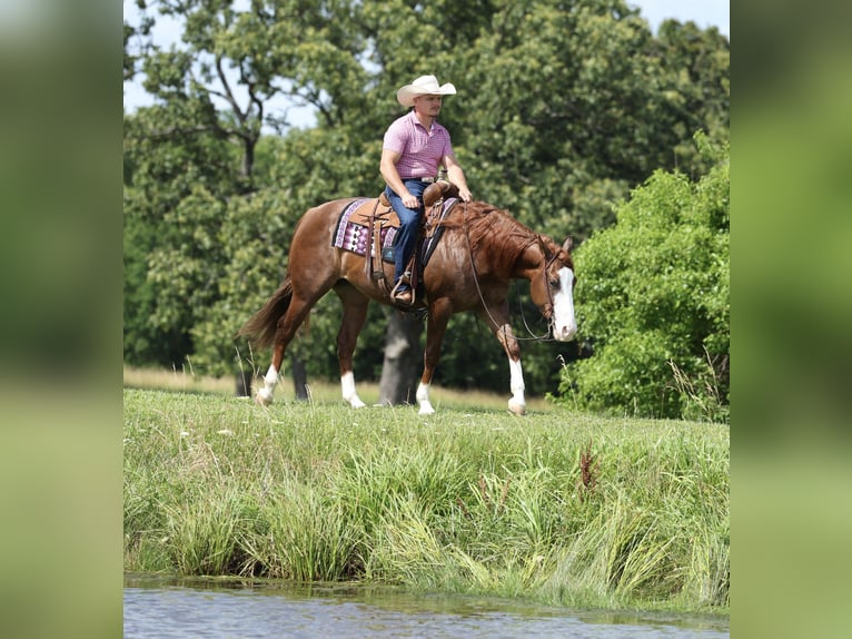 American Quarter Horse Wallach 4 Jahre Rotfuchs in Buffalo