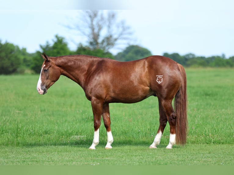 American Quarter Horse Wallach 4 Jahre Rotfuchs in Buffalo