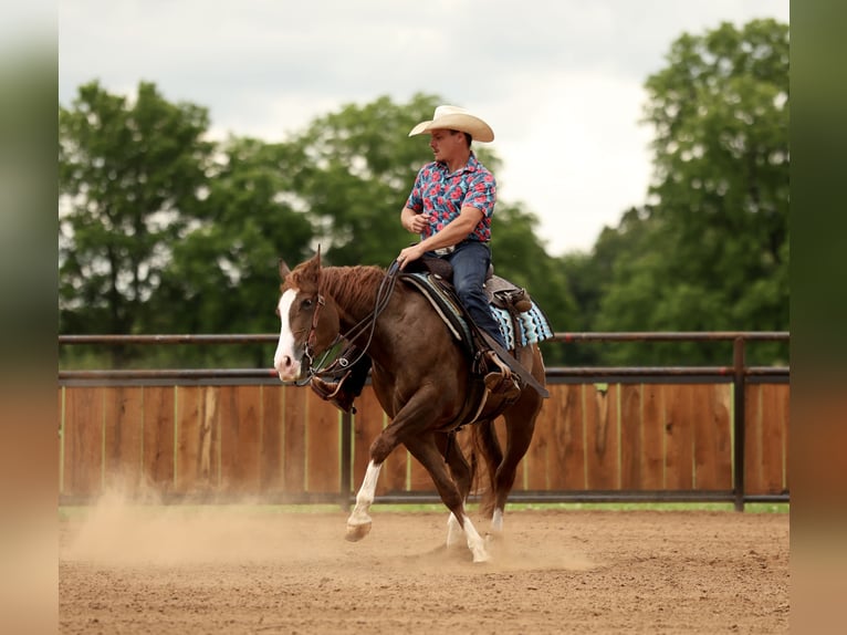 American Quarter Horse Wallach 4 Jahre Rotfuchs in Buffalo