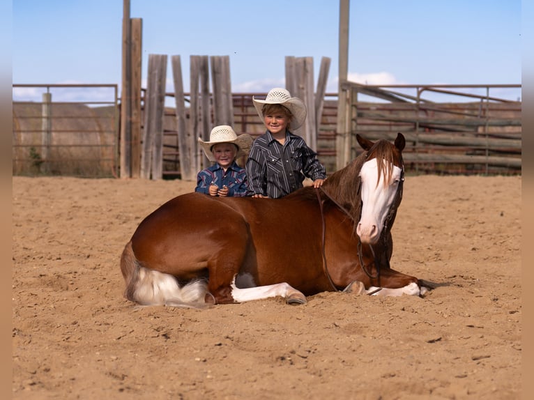 American Quarter Horse Wallach 4 Jahre Rotfuchs in Nevis
