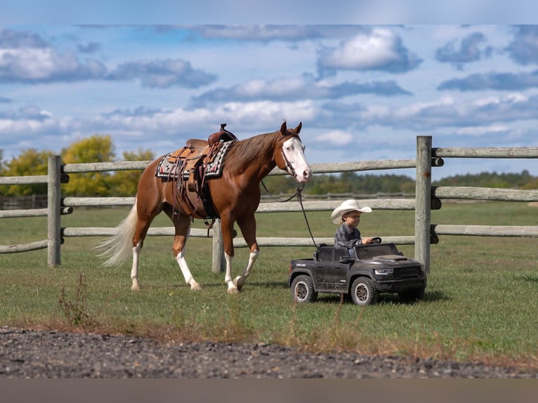 American Quarter Horse Wallach 4 Jahre Rotfuchs in Nevis
