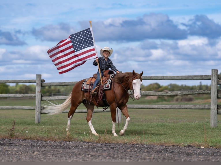 American Quarter Horse Wallach 4 Jahre Rotfuchs in Nevis