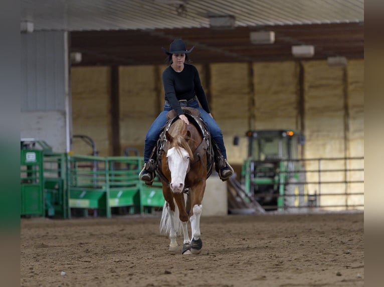 American Quarter Horse Wallach 4 Jahre Rotfuchs in Nevis
