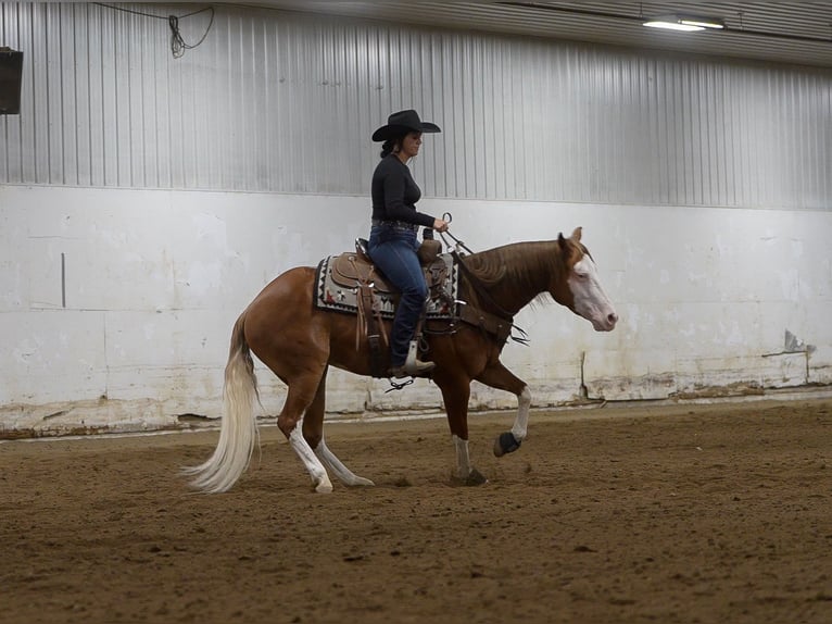 American Quarter Horse Wallach 4 Jahre Rotfuchs in Nevis