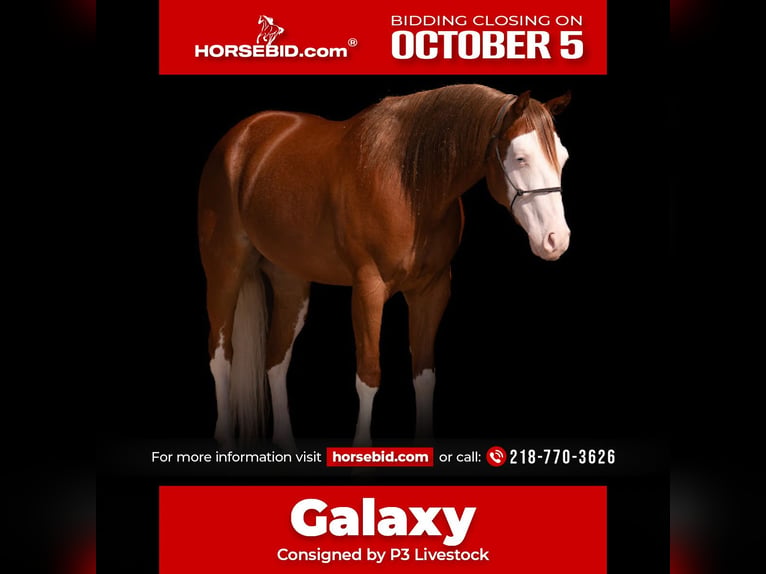 American Quarter Horse Wallach 4 Jahre Rotfuchs in Nevis