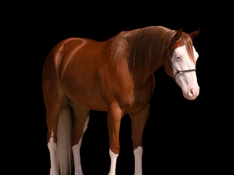 American Quarter Horse Wallach 4 Jahre Rotfuchs in Nevis