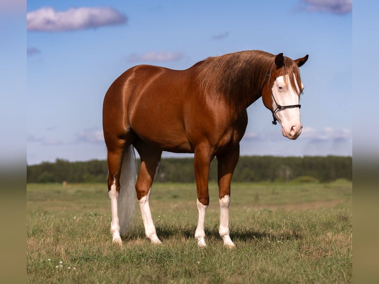 American Quarter Horse Wallach 4 Jahre Rotfuchs in Nevis