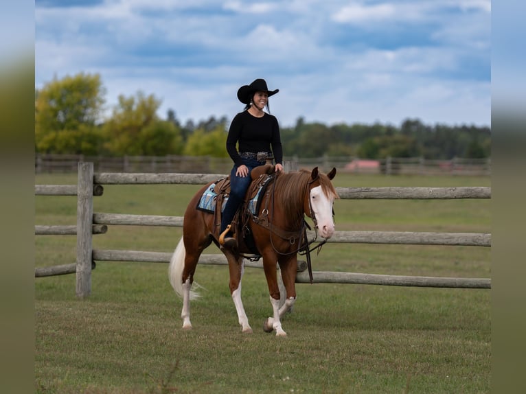 American Quarter Horse Wallach 4 Jahre Rotfuchs in Nevis