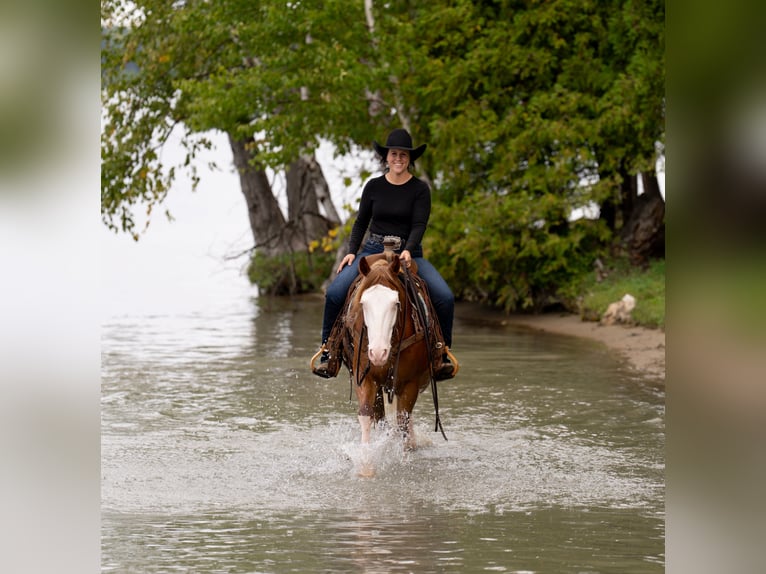 American Quarter Horse Wallach 4 Jahre Rotfuchs in Nevis