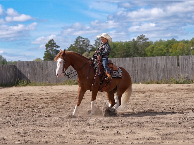 American Quarter Horse Wallach 4 Jahre Rotfuchs in Nevis