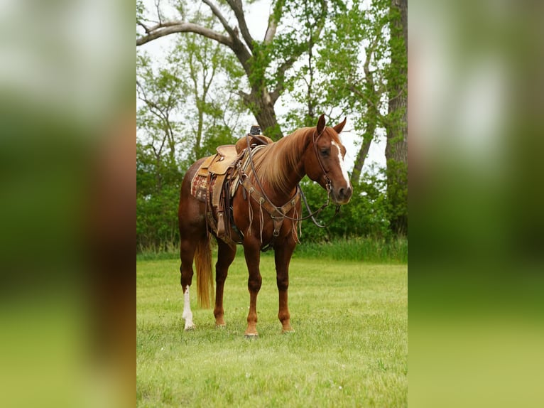 American Quarter Horse Wallach 4 Jahre Rotfuchs in Corsica