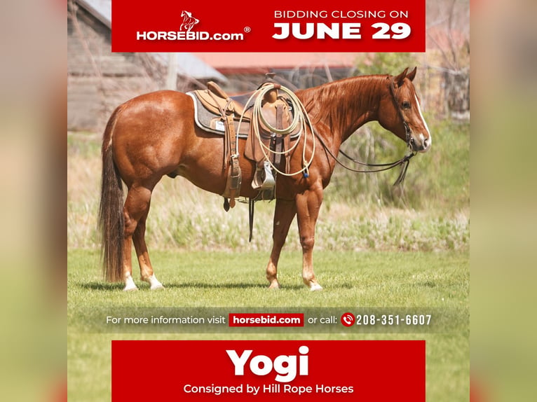 American Quarter Horse Wallach 4 Jahre Rotfuchs in Rexburg