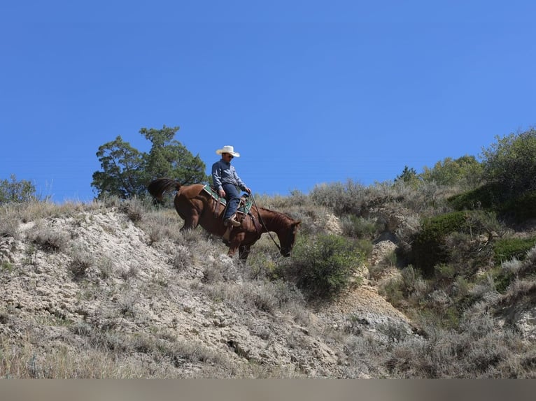 American Quarter Horse Wallach 4 Jahre Rotfuchs in Ripley