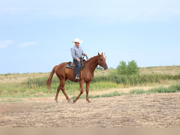American Quarter Horse Wallach 4 Jahre Rotfuchs in Ripley