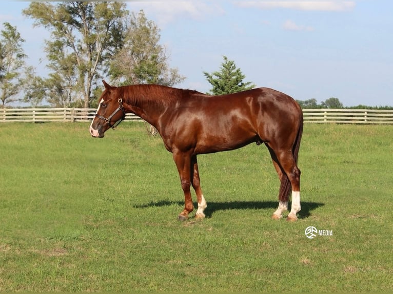 American Quarter Horse Wallach 4 Jahre Rotfuchs in Ashland