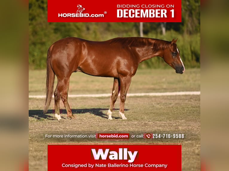 American Quarter Horse Wallach 4 Jahre Rotfuchs in Waco