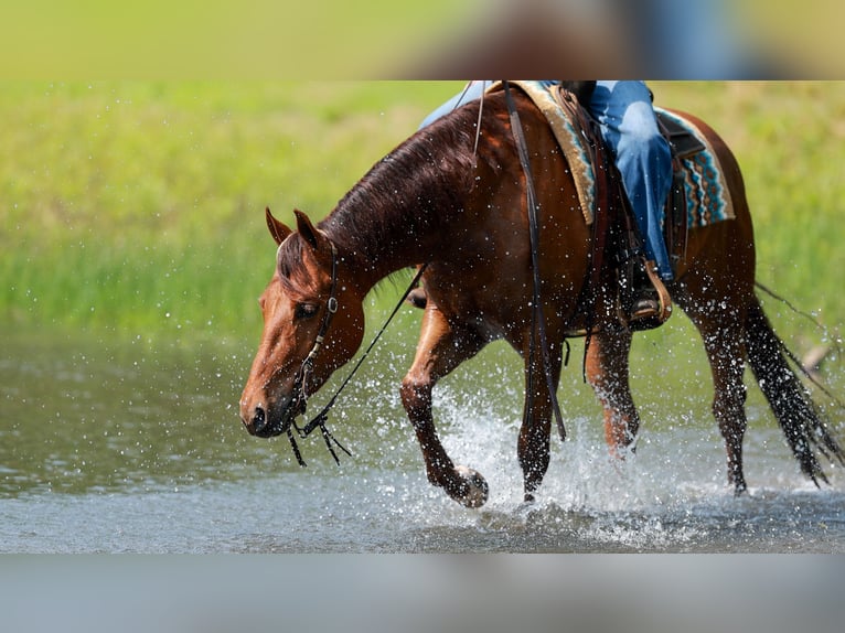 American Quarter Horse Wallach 4 Jahre Rotfuchs in Quitman, AR