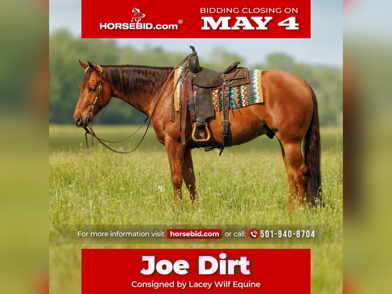 American Quarter Horse Wallach 4 Jahre Rotfuchs in Quitman, AR