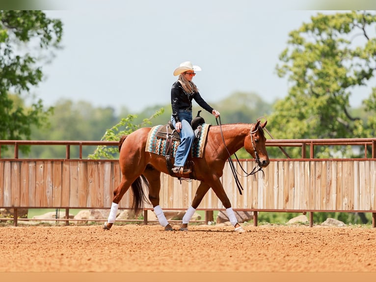 American Quarter Horse Wallach 4 Jahre Rotfuchs in Quitman, AR