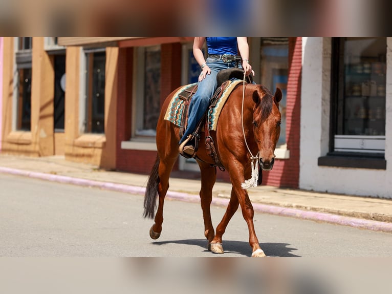 American Quarter Horse Wallach 4 Jahre Rotfuchs in Quitman, AR