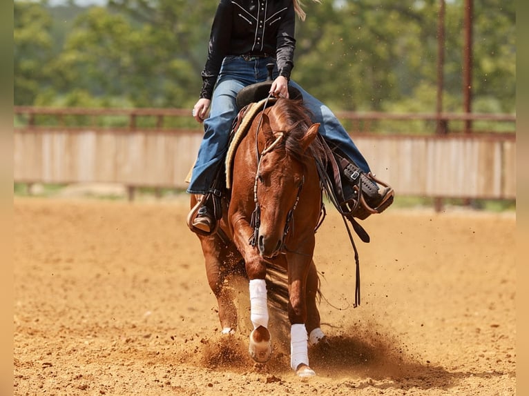 American Quarter Horse Wallach 4 Jahre Rotfuchs in Quitman, AR