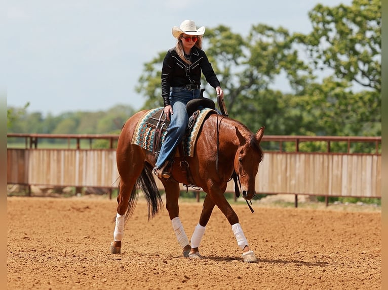 American Quarter Horse Wallach 4 Jahre Rotfuchs in Quitman, AR