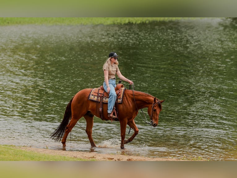 American Quarter Horse Wallach 4 Jahre Rotfuchs in Quitman, AR