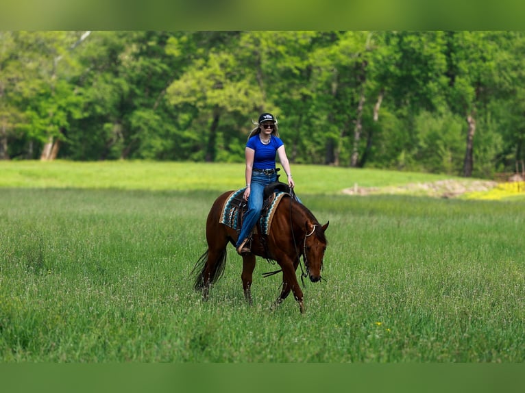 American Quarter Horse Wallach 4 Jahre Rotfuchs in Quitman, AR
