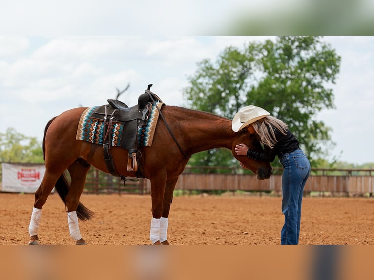 American Quarter Horse Wallach 4 Jahre Rotfuchs in Quitman, AR