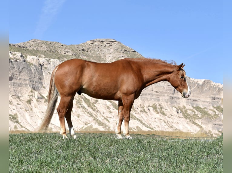 American Quarter Horse Wallach 4 Jahre Rotfuchs in Bayard, Nebraska
