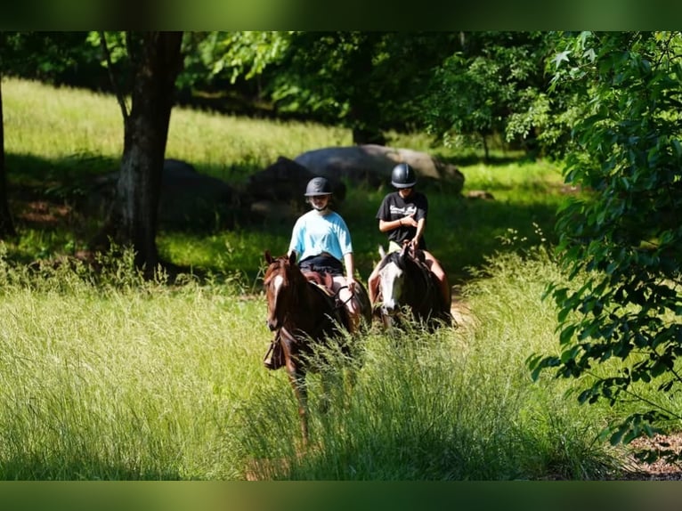 American Quarter Horse Wallach 4 Jahre Rotfuchs in Clover