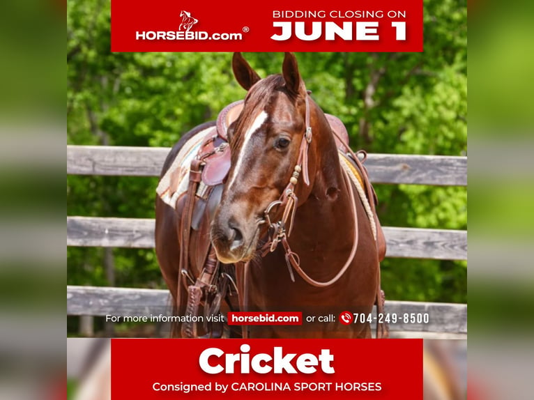 American Quarter Horse Wallach 4 Jahre Rotfuchs in Clover
