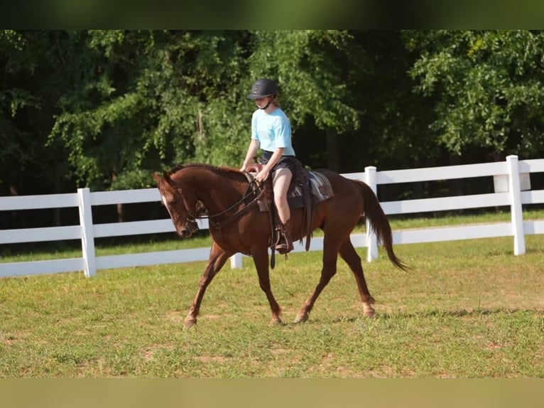 American Quarter Horse Wallach 4 Jahre Rotfuchs in Clover