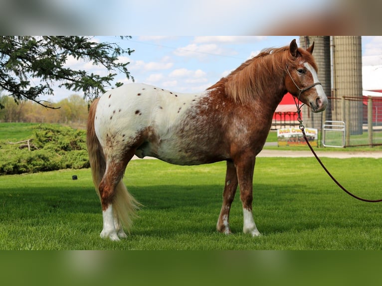American Quarter Horse Mix Wallach 4 Jahre Rotfuchs in Shipshewana