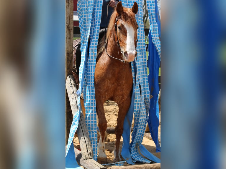 American Quarter Horse Mix Wallach 4 Jahre Rotfuchs in Shipshewana