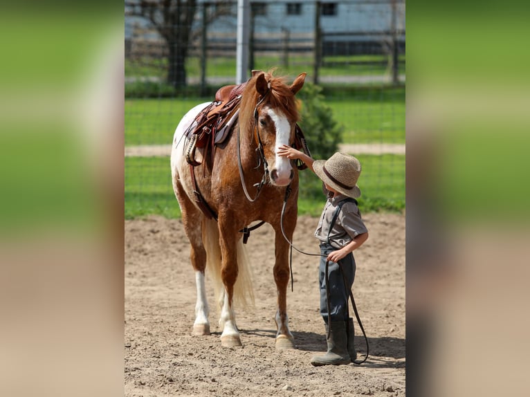 American Quarter Horse Mix Wallach 4 Jahre Rotfuchs in Shipshewana