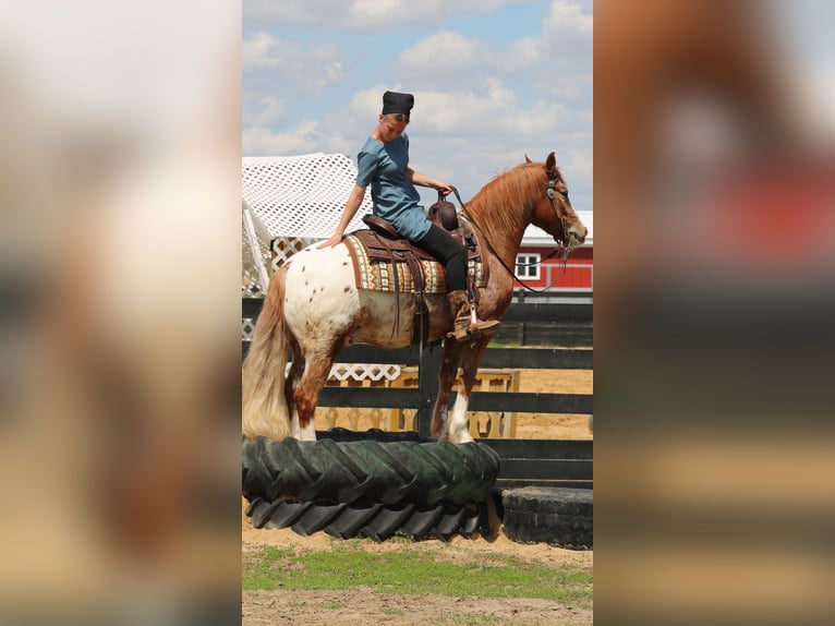 American Quarter Horse Mix Wallach 4 Jahre Rotfuchs in Shipshewana
