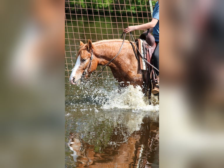 American Quarter Horse Mix Wallach 4 Jahre Rotfuchs in Shipshewana
